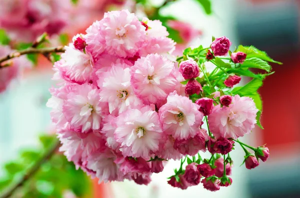 Vackra fluffiga rosa Sakura blommor. — Stockfoto