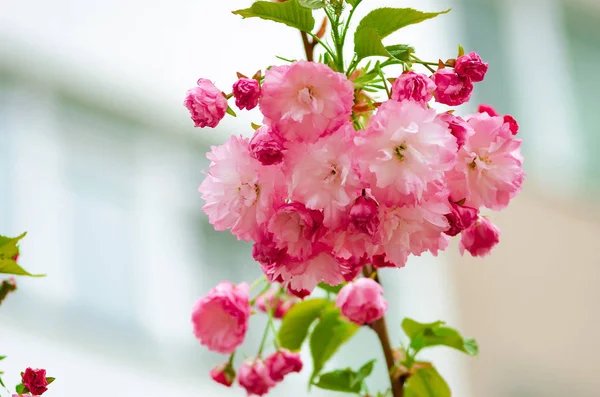 Beautiful fluffy pink sakura flowers. — Stock Photo, Image