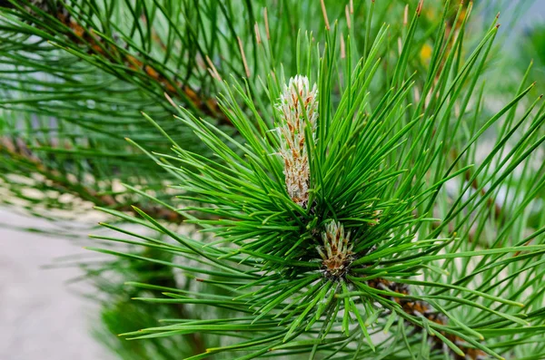 Junger Austrieb (Blume) an einem Zweig grüner, üppiger Kiefern. Federrenen — Stockfoto