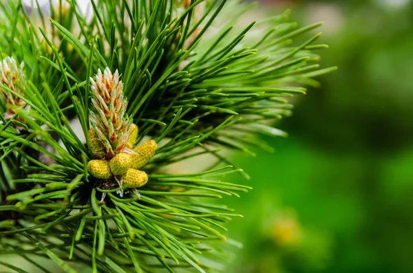 Junger Austrieb (Blume) an einem Zweig grüner, üppiger Kiefern. Federrenen — Stockfoto