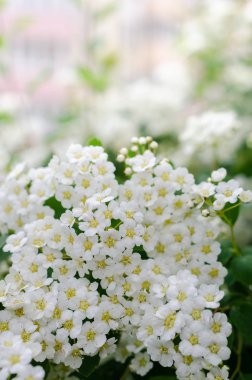 Spirea çalı çiçekleri. 
