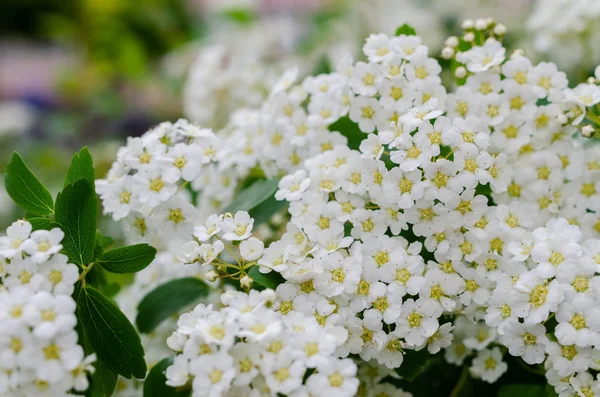 Spirea Буш квіти . — стокове фото