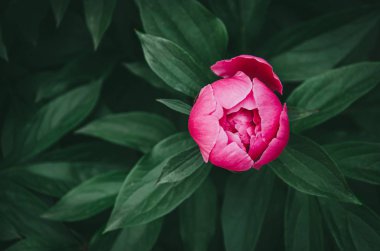 Kalın koyu yeşil yaprakları narin unblown şakayık tomurcuk.