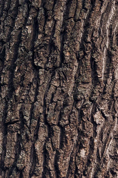 Textura, fundo de latido antigo velho de uma árvore poderosa . — Fotografia de Stock