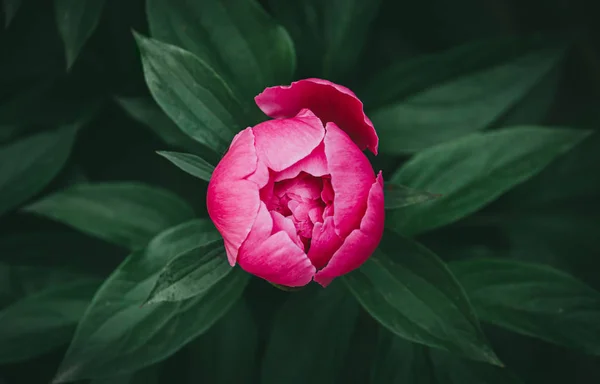 Delicate unblown peony bud in thick dark green leaves. — Stock Photo, Image