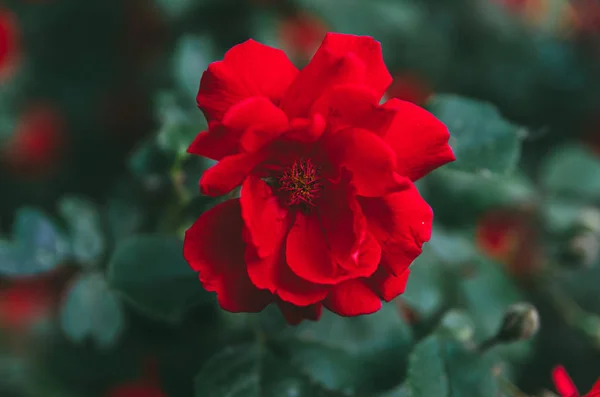 Schöner heller Rosenstrauch im Garten. rote Rosenknospen an einem Strauch — Stockfoto