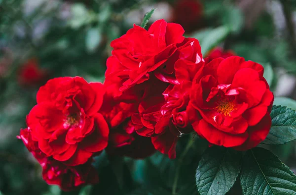 Schöner heller Rosenstrauch im Garten. rote Rosenknospen an einem Strauch — Stockfoto