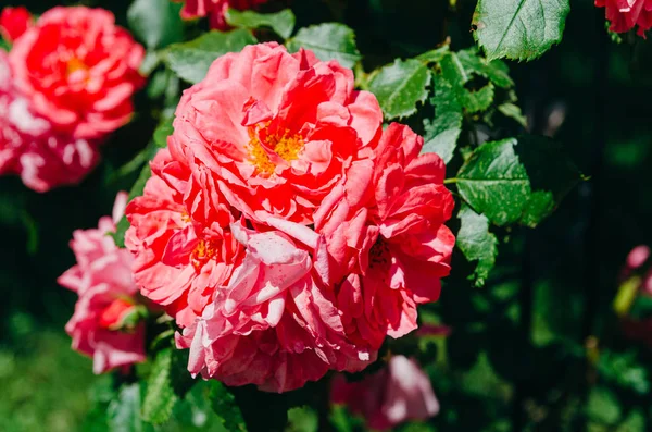 Hermoso rosal brillante en el jardín. Rosas rosadas en un autobús — Foto de Stock