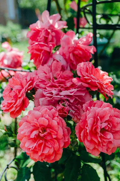 Schöner heller Rosenstrauch im Garten. Rosenknospen im Bus — Stockfoto