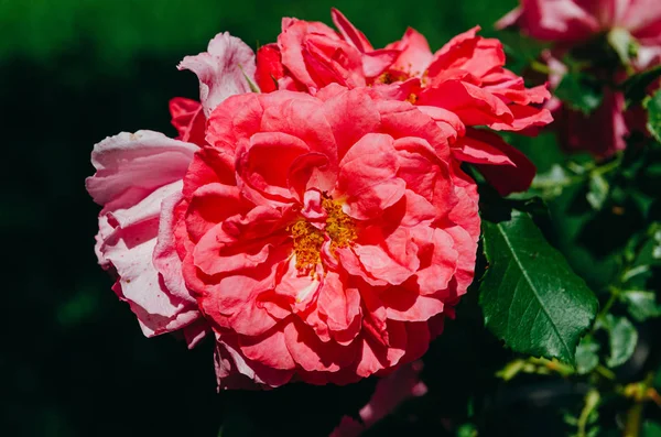 Hermoso rosal brillante en el jardín. Rosas rosadas en un autobús — Foto de Stock