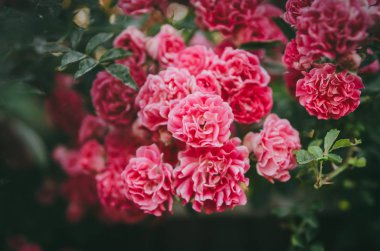 Bahçede güllerle gür gül çalısı. Çiçek şiddet rengi