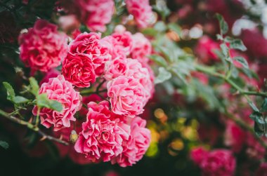 Bahçede güllerle gür gül çalısı. Çiçek şiddet rengi