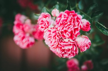 Bahçede güllerle gür gül çalısı. Çiçek şiddet rengi