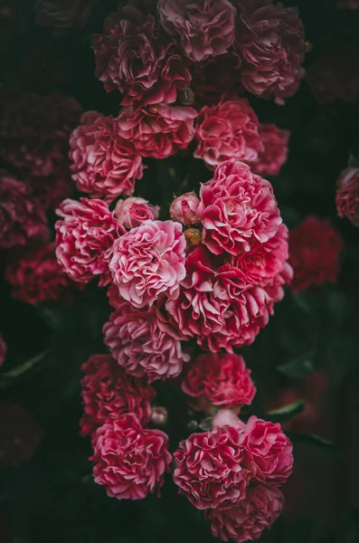 Üppiger Rosenstrauch mit Rosen im Garten. Heftige Farbe der Blume — Stockfoto