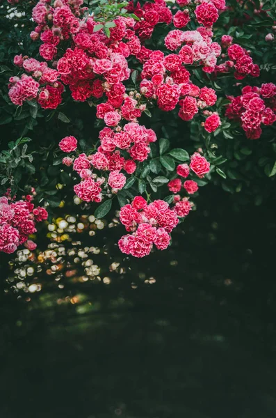 Üppiger Rosenstrauch mit Rosen im Garten. Heftige Farbe der Blume — Stockfoto