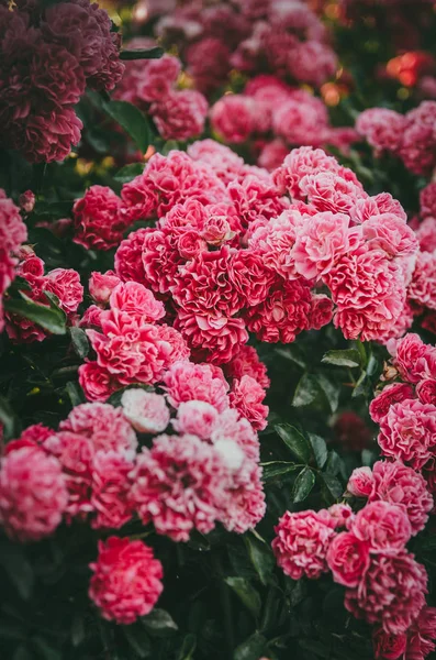 Exuberante rosal con rosas en el jardín. Color violento de la flor — Foto de Stock