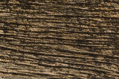 Eski bir kurutulmuş bir ağacın dokusu. Eski bir eski eski eski eski yosun-an