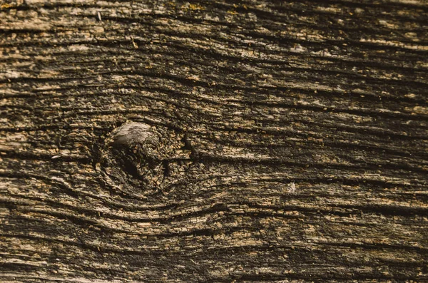 A textura de um velho secado morre de uma árvore. Um antigo musgo miserável. — Fotografia de Stock