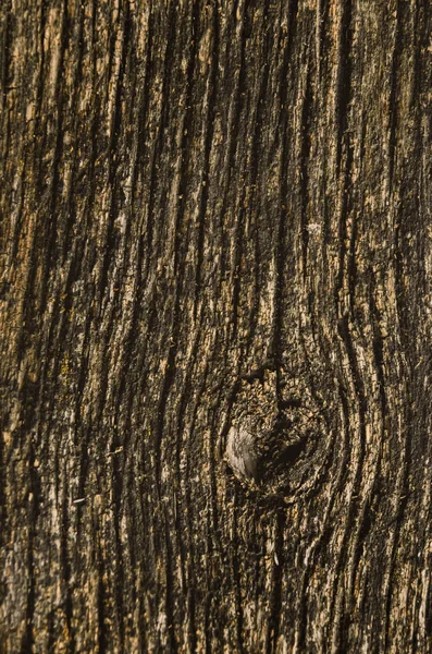 Texture d'une vieille matrice séchée d'un arbre. Une ancienne mousse minable — Photo