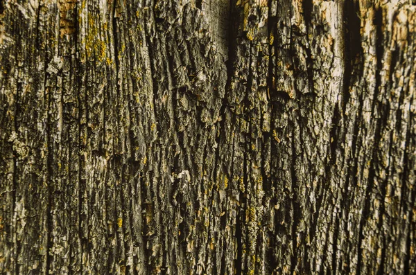 Texture d'une vieille matrice séchée d'un arbre. Une ancienne mousse minable — Photo