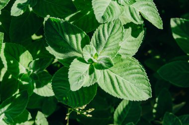 Bahçede yeşil taze nane yaprakları. 