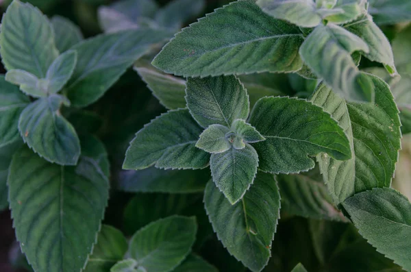 Daun mint hijau segar di taman . — Stok Foto