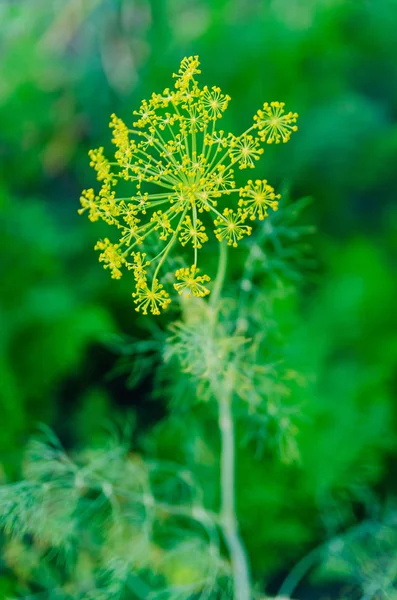 Yellow dill flowers in the garden.