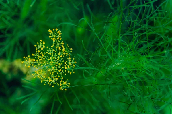 Gele dille bloemen in de tuin. — Stockfoto