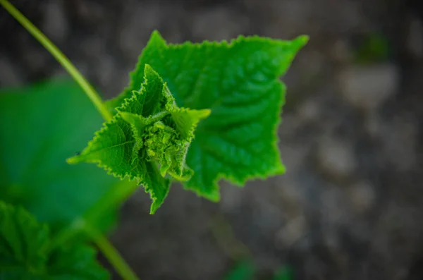 Komkommer struik Sprout in de tuin. — Stockfoto