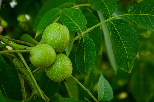 Green walnut fruit — Stock Photo, Image