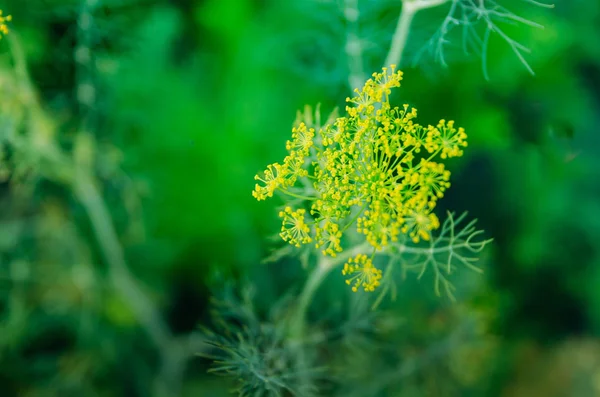 Yellow dill flowers in the garden. — Stock Photo, Image