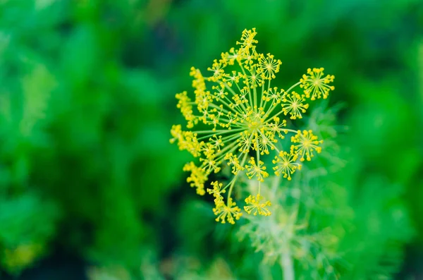 Yellow dill flowers in the garden.