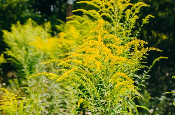野生の植物 - アンブロシア。アレルギーシーズン。自然の中でアレルギー植物 — ストック写真