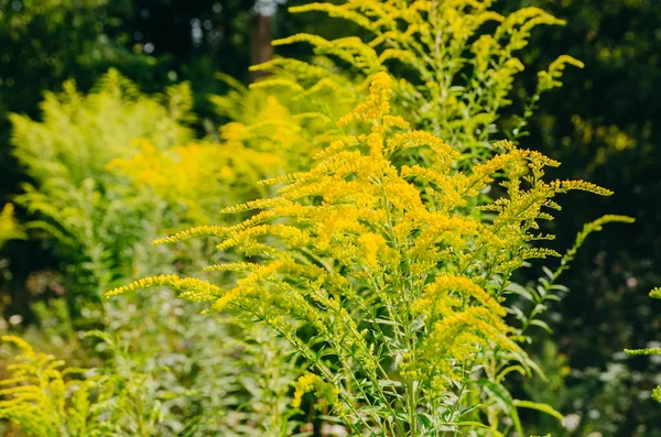 Pianta Selvatica Ambrosia. Stagione delle allergie. Piante allergiche in natura — Foto Stock