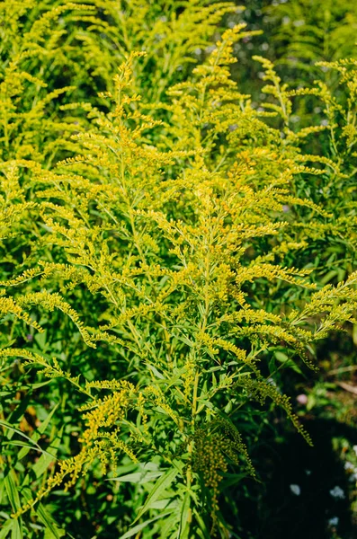 Dzikie rośliny-Ambrosia. Sezon alergii. Rośliny alergiczne w przyrodzie — Zdjęcie stockowe