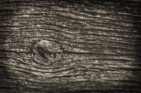 Texture d'une vieille matrice séchée d'un arbre. Une ancienne mousse minable — Photo