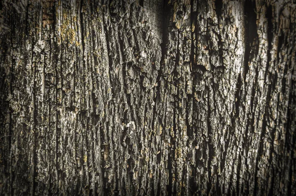 A textura de um velho secado morre de uma árvore. Um antigo musgo miserável. — Fotografia de Stock