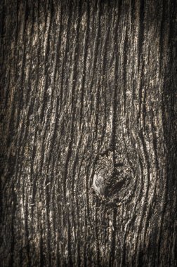 Eski bir kurutulmuş bir ağacın dokusu. Eski bir eski eski eski eski yosun-an