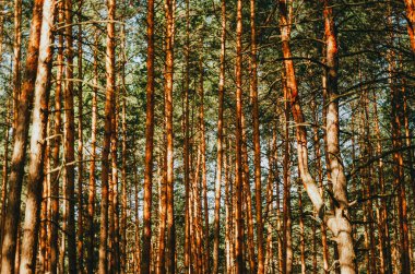 Yazın güzel çam ormanları. 