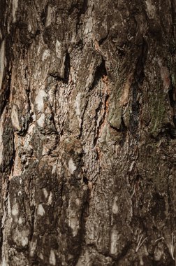 Soyut doku - ağaç kabuğu. Doğal ormanda ağaç kabuğu