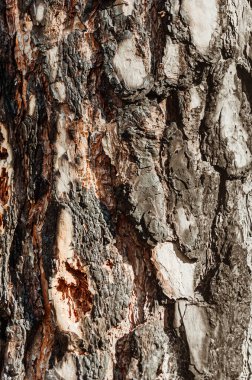 Soyut doku - ağaç kabuğu. Doğal ormanda ağaç kabuğu