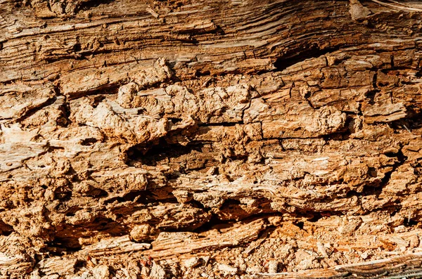 Soyut doku - ahşap bir dilim. Eski çatlak ağaç kesimi. Grunge — Stok fotoğraf