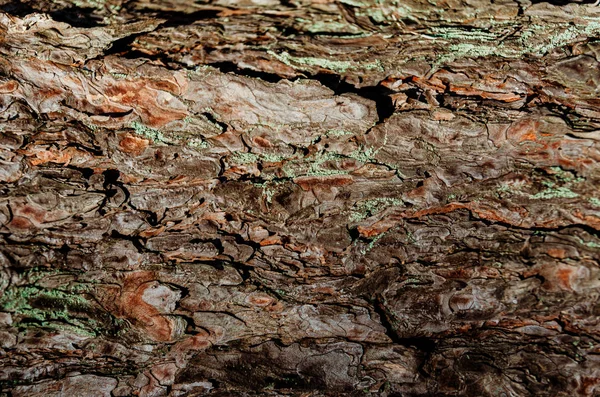 Soyut doku - ağaç kabuğu. Doğal ormanda ağaç kabuğu — Stok fotoğraf