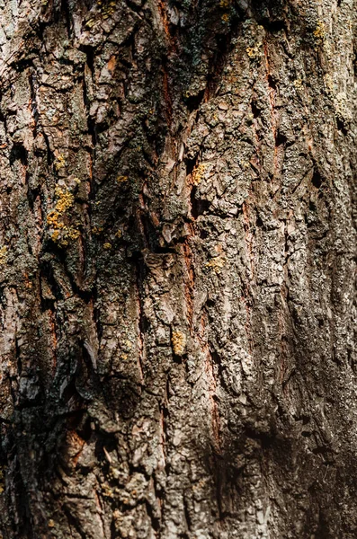 抽象纹理 - 树皮。天然森林中的树皮 — 图库照片