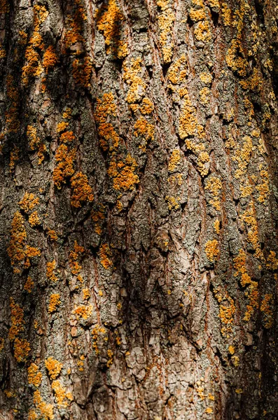 Abstraktní struktura. Lesní kůra v lese v přírodě — Stock fotografie