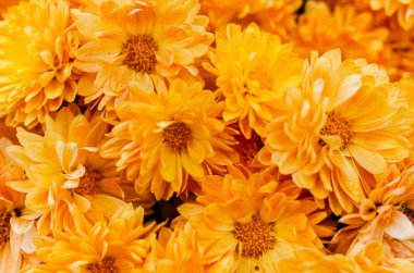 Taze, parlak kasımpatılar. Japon, Kore tarzı. Arkaplan 