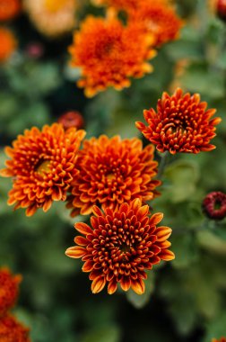 Taze, parlak kasımpatılar. Japon, Kore tarzı. Arkaplan 