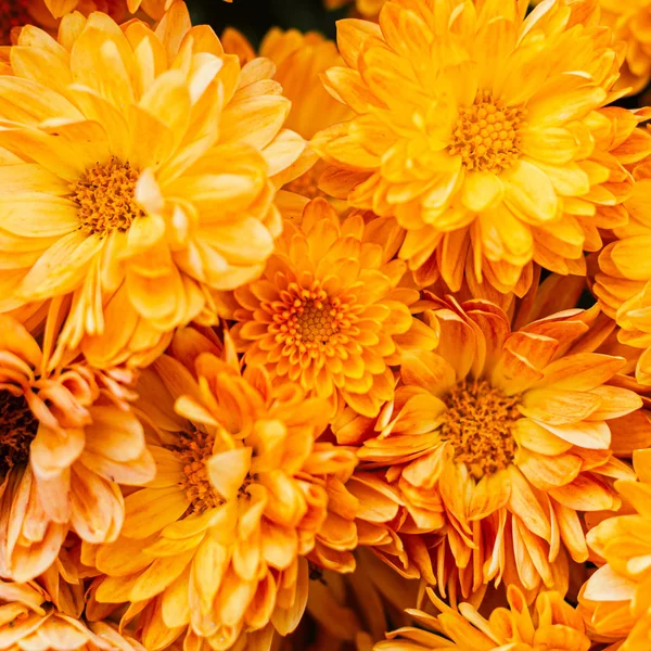 Fresh bright chrysanthemums. Japanese, korean style. Background — Stock Photo, Image