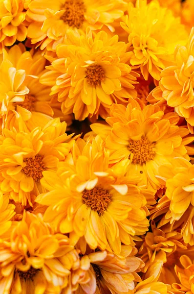 Fresh bright chrysanthemums. Japanese, korean style. Background — Stock Photo, Image