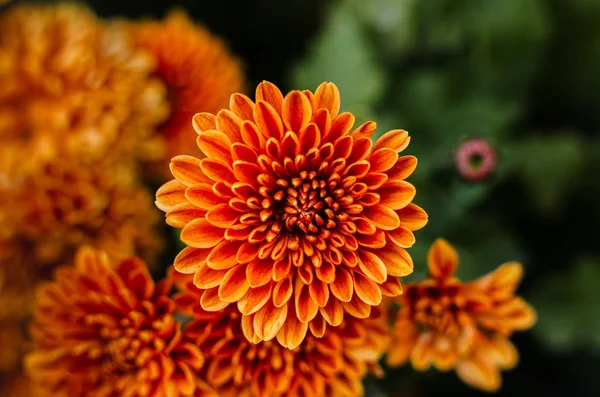 Fresh bright chrysanthemums. Japanese, korean style. Background — Stock Photo, Image